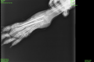Radiografia_INTECH.jpg