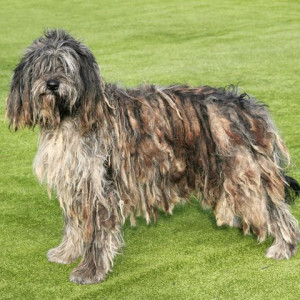 italian-dog-breeds-bergamasco-1574473047.jpg