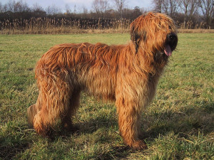 1200px-Briard_fauve.jpg