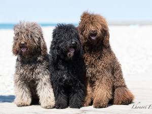 barbet.jpg