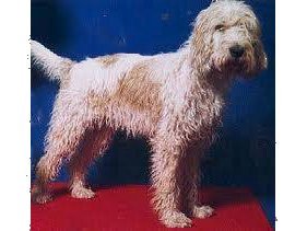 139_medium-grand-griffon-vendeen.jpg