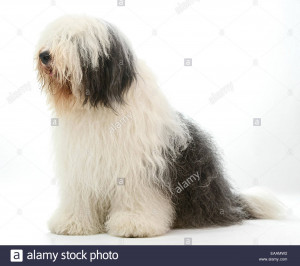 old-english-sheep-dog-often-associated-with-dulux-paint-advert-EAAMW2.jpg