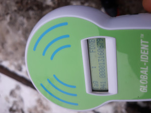 Verificarea microcipului Jessicăi