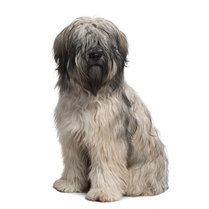 Catalan_Sheepdog_5.jpg