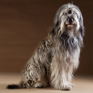 Catalan_Sheepdog_1.jpg