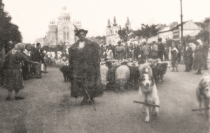 Câini ciobănești tipul Bucovina