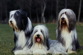 3-bearded-collie-assis-ensemble.jpg