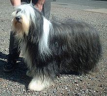 220px-Bearded_Collie_600.jpg