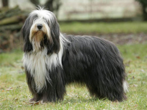 bearded-collie.jpg