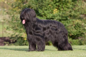 Briard-standing-in-the-grass-400x267.jpg