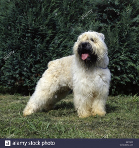 fawn-bouvier-des-flandres-auf-gras-m278w5.jpg