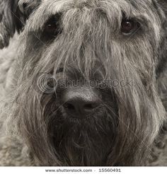 eb7ff43a8124a7cb136b3769f9482499--dog-shots-herding-dogs.jpg