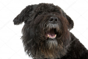 depositphotos_2584317-stock-photo-bouvier-des-flandres-flanders-cattle.jpg