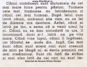 descriere ciobanesti.jpg
