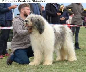 Adult Mioritic male - Edon din Zestrea Stânelor