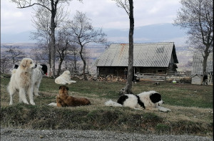 Fotografiați azi