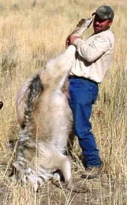 March-Photo-2_1 wildlife services wolf kill.jpg