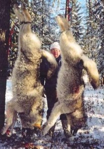 wolf55.jpg