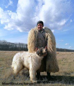 Young Mioritic Male