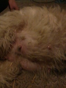 Dolly 038.jpg
