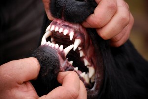 Dentiție completă