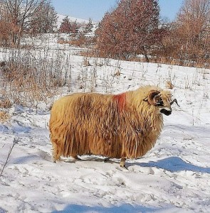 Berbec Țurcan (Oaia Valahă)
