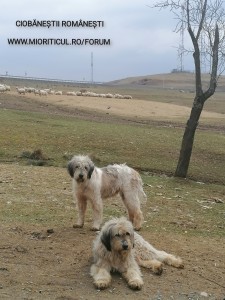 Femele ciobănesc românesc mioritic 7 și 11 ani