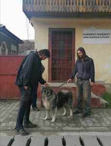 Femela 7 ani din Sânziana a lu' Voarea și Lotru ot Araldream