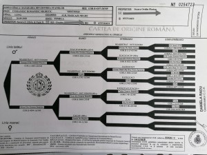 Pedigree Basarabia din Zestrea Stânelor