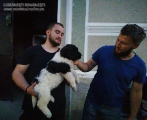 Basarabia dZS la 7 săptămâni