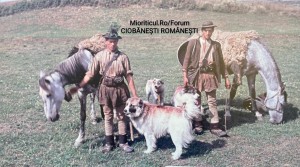 Oieri cu ciobănești în anii ‘50 în apropiere de Năsăud România