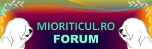 mioritic banner site forum.jpg