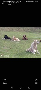 53C7A4E6-51EF-4909-A4A2-F0F41AE0640F.jpeg