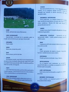 Standard Ciobănesc Românesc Bălan