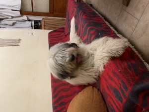 IMG_4636.jpeg