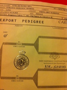 foto (1) (1).JPG