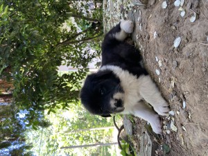 IMG_1983.jpeg