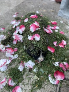 IMG_2030.jpeg