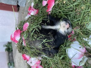 IMG_2039.jpeg