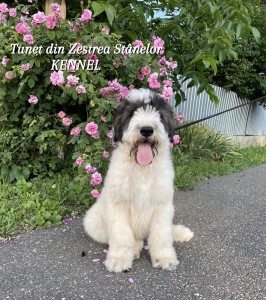 Tunet din Zestrea Stânelor