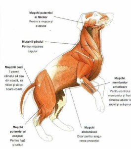 Musculatura