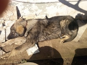 Puteti sa imi spuneti ce rasa este??