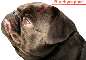 Brachycephalic.png