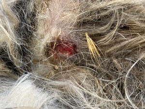 IMG_4243.jpeg
