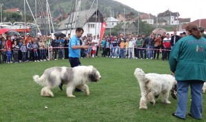 expo pastorala Rucar10.jpg