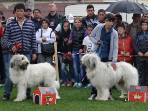 expo pastorala Rucar19.jpg