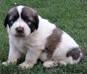 Balkan2.jpg