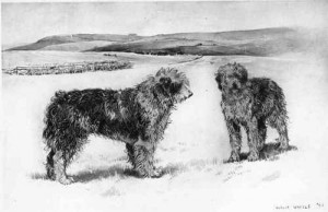 The-Old-English-Bob-Tailed-Sheep-Dog.jpg