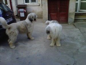 IMG00045-20120918-1828.jpg