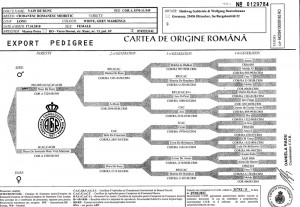 pedigree vain de runc displazie (2).jpg